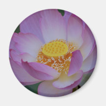 Lotus flower and its meaniing fridge magnets