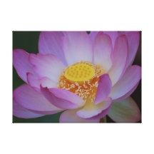 Lotus flower and its meaning stretched canvas prints