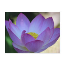 Lotus flower and its meaning postcard