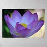 Lotus flower and its meaning print