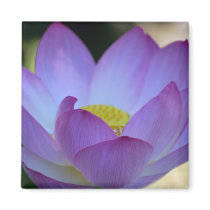 Lotus flower and its meaning refrigerator magnet