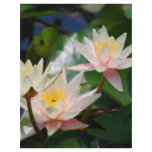 Lotus flower and meaning flyers