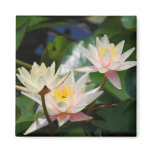 Lotus flower and meaning magnets