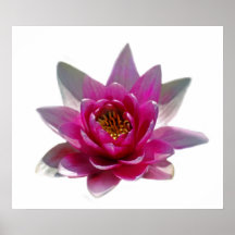Lotus flower and meaning poster