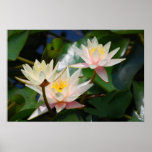 Lotus flower and meaning print