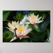 Lotus flower and meaning print