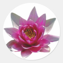 Lotus flower and meaning sticker