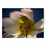 Lotus Flower Card