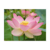 Lotus Flower in Bloom (Nelumbo nucifera) Postcards