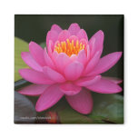 Lotus Flower Magnet