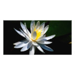Lotus flower or waterlily and meaning photo cards