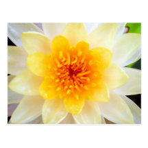 lotus  flower postcards