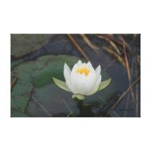 Lotus Flower Stretched Canvas Print