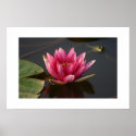 Lotus Flower with Frog posters