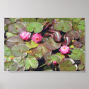 Lotus Flowers on Pond posters
