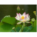 Lotus Flowers Ponds photo sculptures