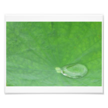 Lotus Leaf Photographic Print