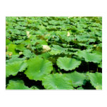 Lotus leaves post cards