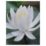 Lotus or waterlily and meaning flyers