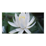 Lotus or waterlily and meaning picture card