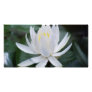 Lotus or waterlily and meaning picture card