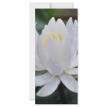 Lotus or waterlily and meaning rack cards