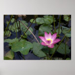 Lotus posters