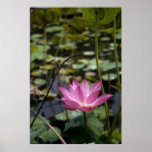 Lotus posters