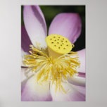 Lotus posters