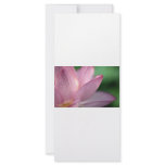 LOTUS rack cards