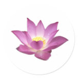 Lotus Sticker