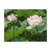 Lotuses Postcards