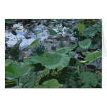 lotusfield cards