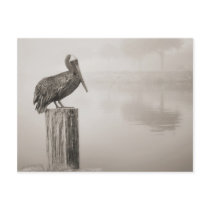 Louisiana Brown Pelican Post Card