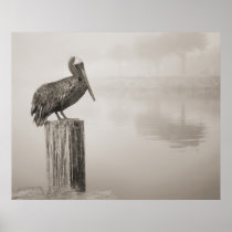Louisiana Brown Pelican Print