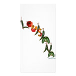Louisiana Chilli Peppers photo cards