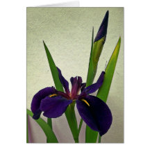 Louisiana Iris Note Card
