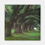 LOUISIANA LIVE OAK TREES FRIDGE MAGNETS