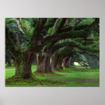 LOUISIANA LIVE OAK TREES POSTERS