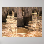 Louisiana Pearl River Wetland Swamp posters