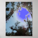 Louisiana Pearl River Wetland Swamp posters