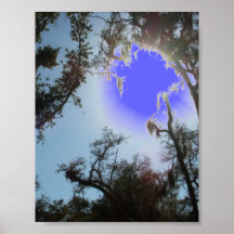 Louisiana Pearl River Wetland Swamp Poster