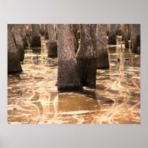 Louisiana Pearl River Wetland Swamp Posters