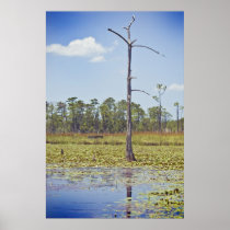 Louisiana Swamps Poster