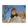 Lounging Lion Postcard