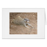 Lounging Meerkat Card