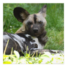 Lounging Wild Dog Invitations