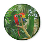 Love Bird Magnet