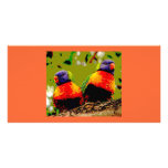 Love Birds Custom Photo Card