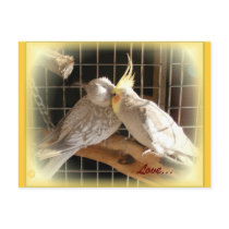Love Birds Postcard